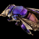 Orchid Bee Purple